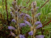 Orobanche purpurea 4, Blauwe bremraap, Saxifraga-Ed Stikvoort