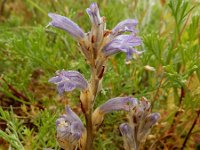 Orobanche purpurea 7, Blauwe bremraap, Saxifraga-Ed Stikvoort