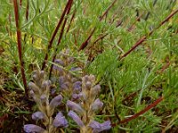 Orobanche purpurea 8, Blauwe bremraap, Saxifraga-Ed Stikvoort