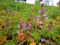 Orobanche ramosa 11, Hennepvreter, Saxifraga-Ed Stikvoort
