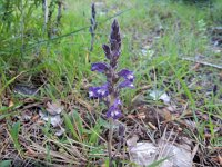 Orobanche ramosa 12, Hennepvreter, Saxifraga-Peter Meininger