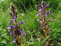 Orobanche ramosa 17, Hennipvreter, Saxifraga-Hans Grotenhuis