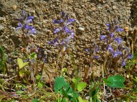 Orobanche ramosa 5, Hennepvreter, Saxifraga-Ed Stikvoort
