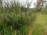 Orobanche rapum-genistae 10, Grote bremraap, Saxifraga-Ed Stikvoort