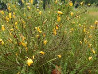 Orobanche rapum-genistae 11, Grote bremraap, Saxifraga-Ed Stikvoort