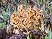Orobanche rapum-genistae 19, Grote bremraap,Saxifraga-Bart Vastenhouw