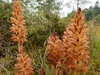 Orobanche rapum-genistae 2, Grote bremraap, Saxifraga-Ed Stikvoort
