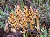 Orobanche rapum-genistae 20, Grote bremraap,Saxifraga-Bart Vastenhouw