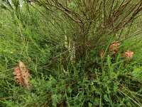 Orobanche rapum-genistae 3, Grote bremraap, Saxifraga-Ed Stikvoort