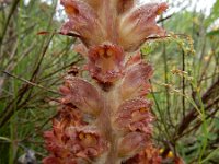Orobanche rapum-genistae 4, Grote bremraap, Saxifraga-Ed Stikvoort