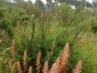 Orobanche rapum-genistae 5, Grote bremraap, Saxifraga-Ed Stikvoort