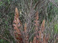 Orobanche rapum-genistae 6, Grote bremraap, Saxifraga-Ed Stikvoort