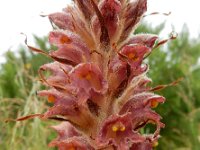 Orobanche rapum-genistae 7, Grote bremraap, Saxifraga-Ed Stikvoort