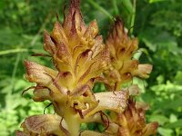 Orobanche reticulata 13, Distelbremraap, Saxifraga-Hans Grotenhuis