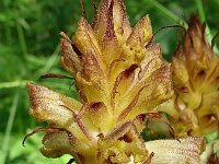 Orobanche reticulata 16, Distelbremraap, Saxifraga-Hans Grotenhuis