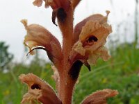 Orobanche teucrii 4, Gamanderbremraap, Saxifraga-Hans Grotenhuis