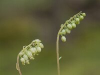 Orthilia secunda 13, Eenzijdig wintergroen, Saxifraga-Luuk Vermeer