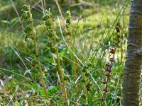 Orthilia secunda 17, Eenzijdig wintergroen, Saxifraga-Hans Grotenhuis