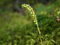 Orthilia secunda 6, Eenzijdig wintergroen, Saxifraga-Dirk Hilbers
