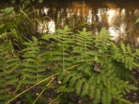 Osmunda regalis 13, Koningsvaren, Saxifraga-Jan van der Straaten