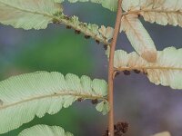 Osmunda regalis 15, Koningsvaren, Saxifraga-Rutger Barendse