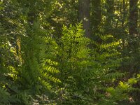 Osmunda regalis 25, Koningsvaren, Saxifraga-Jan van der Straaten