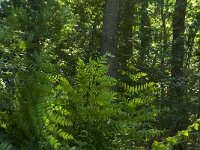 Osmunda regalis 28, Koningsvaren, Saxifraga-Jan van der Straaten