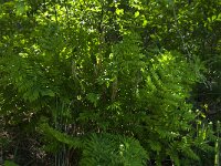 Osmunda regalis 35, Koningsvaren, Saxifraga-Jan van der Straaten