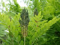 Osmunda regalis 38, Koningsvaren, Saxifraga-Mark Zekhuis