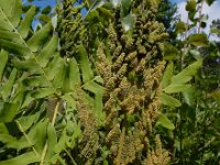 Osmunda regalis 42, Koningsvaren, Saxifraga-Ed Stikvoort