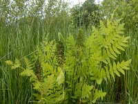 Osmunda regalis 45, Koningsvaren, Saxifraga-Ed Stikvoort