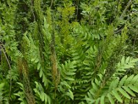 Osmunda regalis 50, Koningsvaren, Saxifraga-Ed Stikvoort