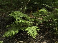 Osmunda regalis 6, Koningsvaren, Saxifraga-Jan van der Straaten