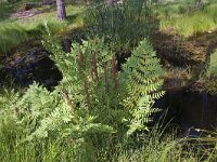 Osmunda regalis 66, Koningsvaren, Saxifraga-Jan Nijendijk