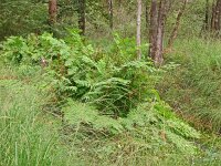 Osmunda regalis 68, Koningsvaren, Saxifraga-Hans Grotenhuis
