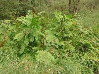 Osmunda regalis 69, Koningsvaren, Saxifraga-Hans Grotenhuis