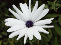 Osteospermum ecklonis 2, Saxifraga-Willem van Kruijsbergen