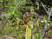 Ostrya carpinifolia 3, Hopbeuk, Saxifraga-Jasenka Topic