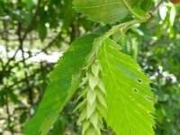 Ostrya carpinifolia 6, Hopbeuk, Saxifraga-Rutger Barendse