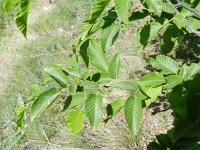 Ostrya carpinifolia 7, Hopbeuk, Saxifraga-Rutger Barendse