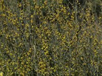 Osyris alba 11, Saxifraga-Willem van Kruijsbergen