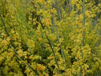 Osyris alba 13, Saxifraga-Ed Stikvoort : Bochal en Planos op Zakynthos s9900