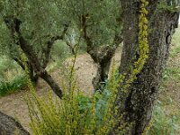 Osyris alba 14, Saxifraga-Ed Stikvoort : Bochal en Planos op Zakynthos s9900