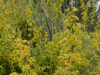 Osyris alba 15, Saxifraga-Ed Stikvoort : Bochal en Planos op Zakynthos s9900