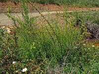 Osyris alba 18, Saxifraga-Hans Grotenhuis