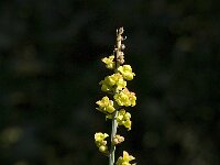 Osyris alba 5, Saxifraga-Jan van der Straaten