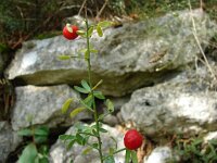 Osyris alba 6, Saxifraga-Jasenka Topic