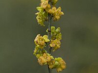 Osyris alba 8, Saxifraga-Willem van Kruijsbergen