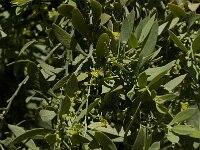 Osyris alba 9, Saxifraga-Willem van Kruijsbergen