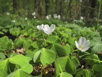 Oxalis acetosella 22, Witte klaverzuring, Saxifraga-Rob Felix : Plantae, Plants, Project Natuurbalans, planten